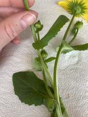 Doronicum pardalianches