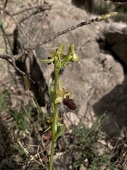 Ophrys sphegodes