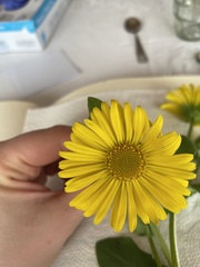 Doronicum pardalianches