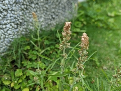 Gamochaeta calviceps