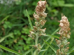 Gamochaeta calviceps