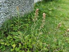 Gamochaeta calviceps