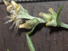 Gamochaeta calviceps