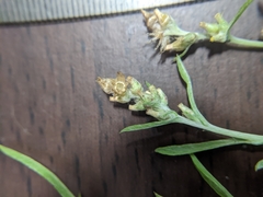 Gamochaeta calviceps