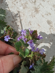 Glechoma hederacea