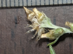 Gamochaeta calviceps