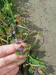 Glechoma hederacea