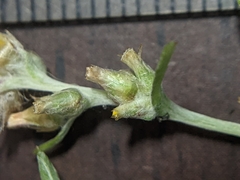 Gamochaeta calviceps