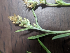 Gamochaeta calviceps