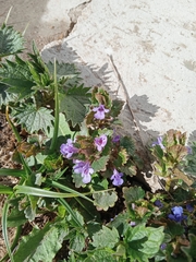 Glechoma hederacea