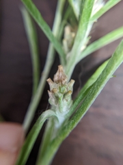 Gamochaeta calviceps