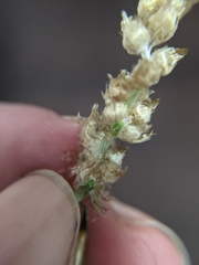 Gamochaeta calviceps