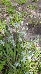 Ornithogalum nutans