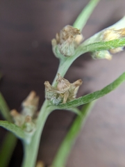 Gamochaeta calviceps