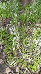 Ornithogalum nutans