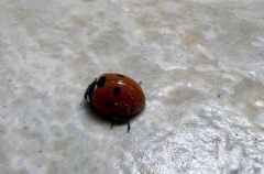 Coccinella septempunctata