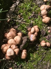 Agaricales