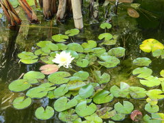 Nymphaea