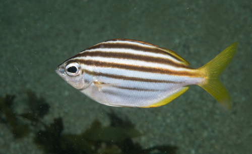 Australian mado (Atypichthys strigatus) — Kyphosidae