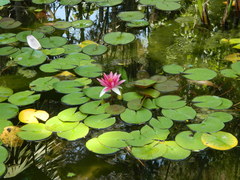 Nymphaea