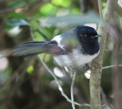 Trochocercus cyanomelas cyanomelas