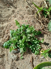 Capsella bursa-pastoris