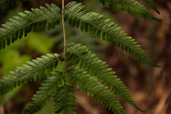 Pteris microlepis