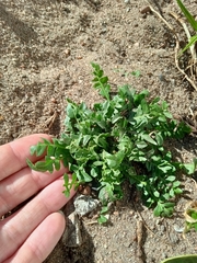 Capsella bursa-pastoris
