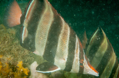 Chelmonops truncatus