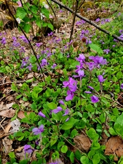 Phlox stolonifera