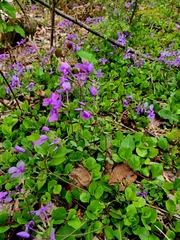 Phlox stolonifera