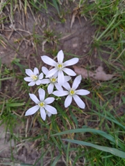 Ornithogalum orthophyllum