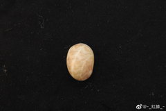 Nerita polita
