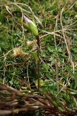 Gentianella diemensis