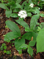 Clintonia umbellulata