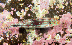 Halichoeres nebulosus
