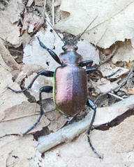 Calosoma inquisitor