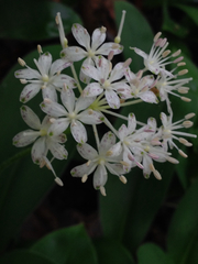 Clintonia umbellulata