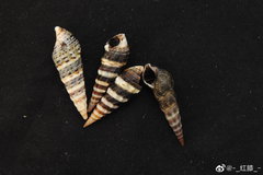 Batillaria zonalis
