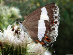 Euaspa milionia