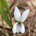 Southern Water Violet - Photo (c) Sam Mwenda, some rights reserved (CC BY-NC), uploaded by Sam Mwenda