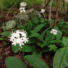 Clintonia umbellulata