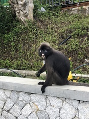 Trachypithecus obscurus