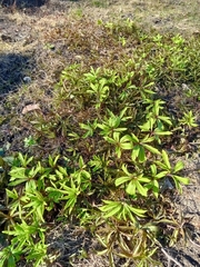 Anemonoides ranunculoides