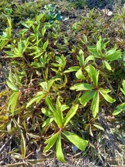 Anemonoides ranunculoides