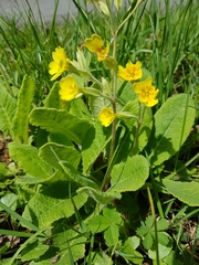 Primula × polyantha