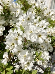 Exochorda