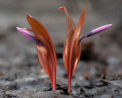 Erythronium sibiricum
