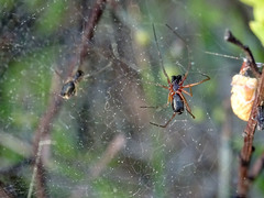 Frontinellina frutetorum
