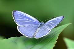 Celastrina gigas